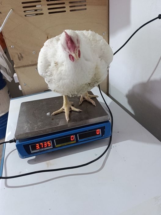 Тушки бройлера можно оптом