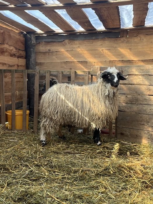 Vand berbecut 11 luni