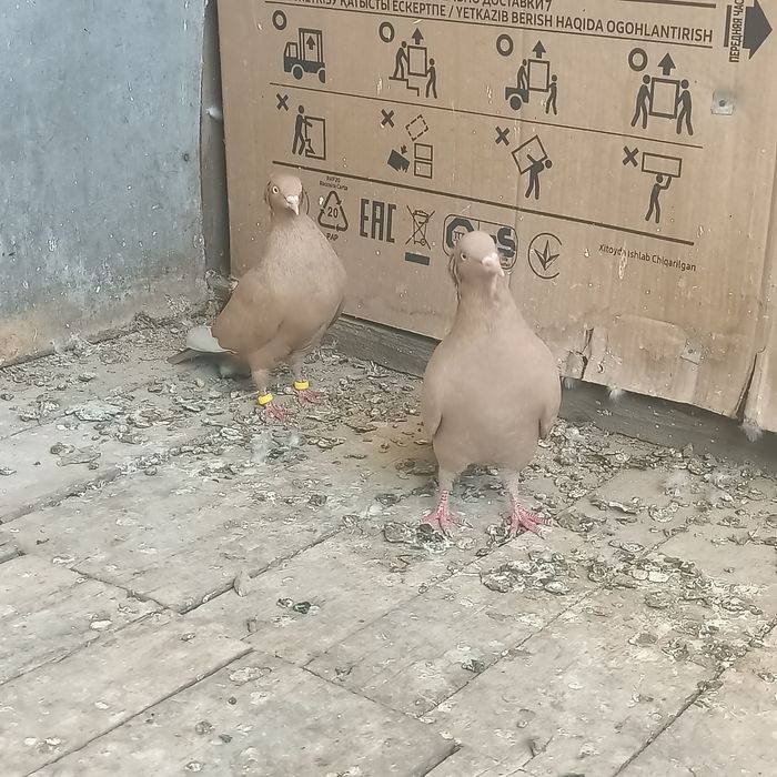 Американский жёлтый