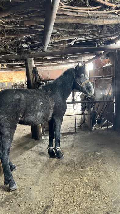 Дөнен шығар  айғыр обмен құнан дөненге