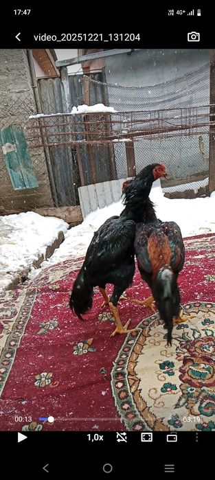 Дакан балапандарын сатылады