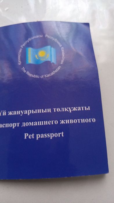 Девочка по кличке Торнадо ,ласково Тора