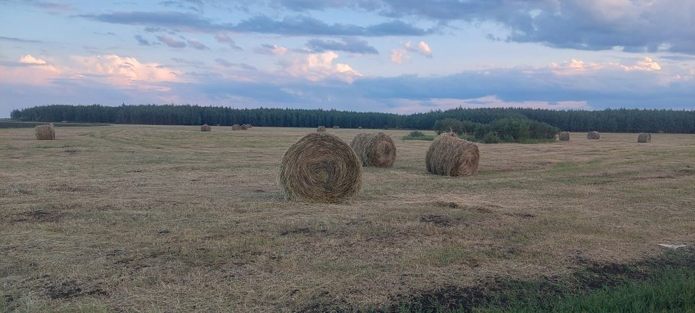 Продам сено лесное