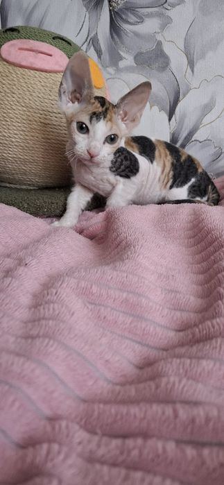 Донской сфинкс котята