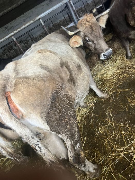 Vand vaca gestanta in luna a8