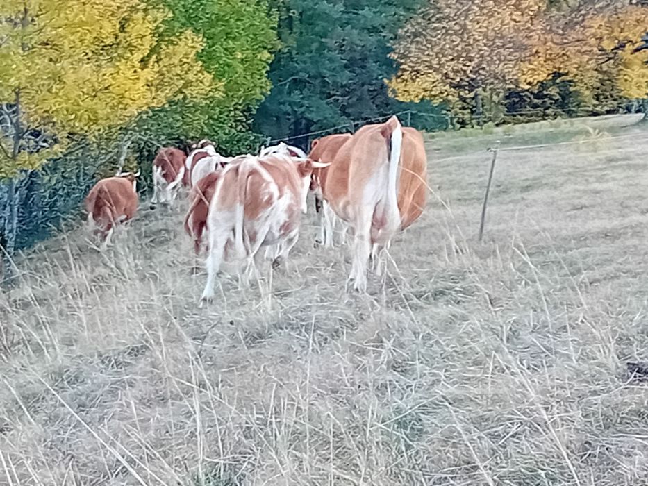Vînd vaci Balțata românească