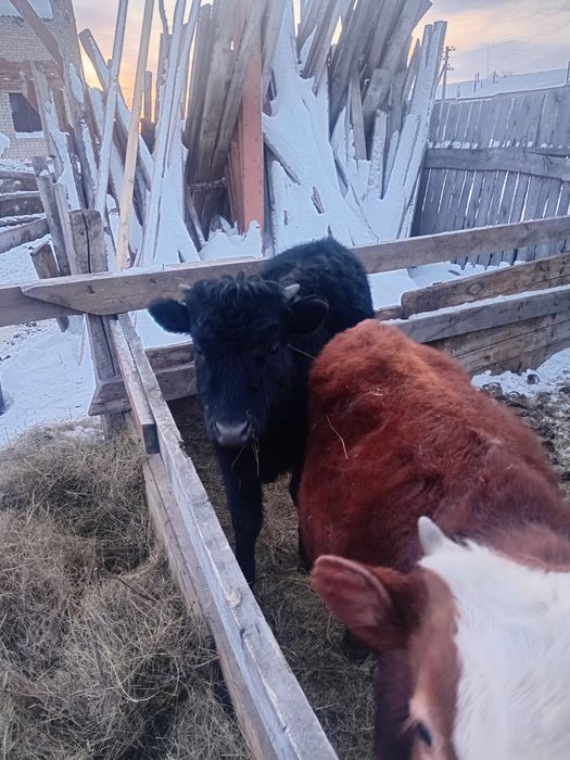 7 месяцев находится в Фёдоровке