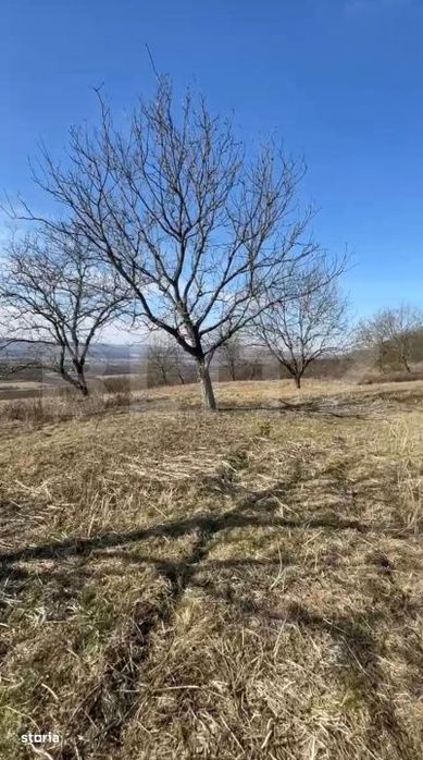 Livada de nuci – 2 ha | Acces DN17 | Investitie profitabila - Cristu