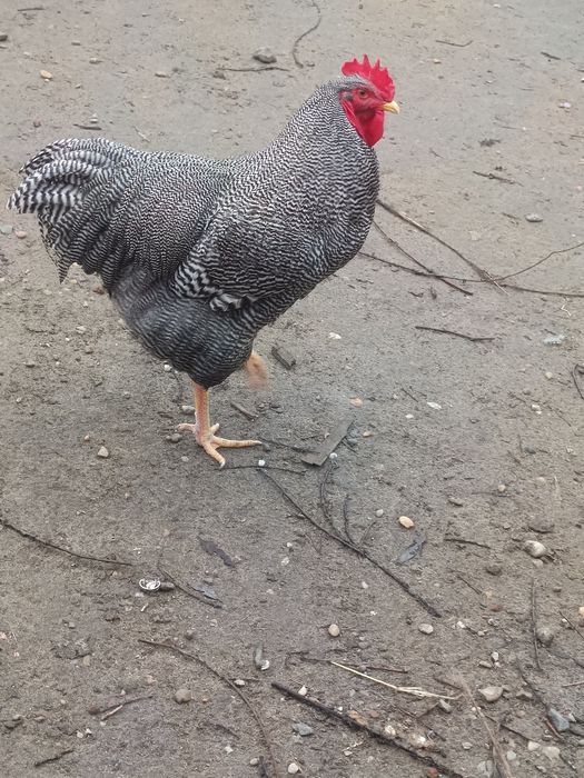 Familie Playmouth Rock Barat