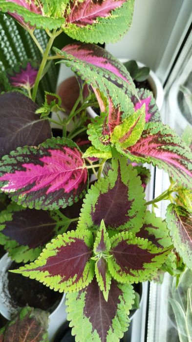 Продаются комнатные растения