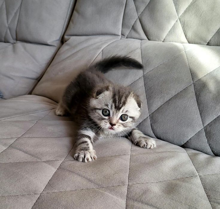 Скоттиш Фолд.  Девочки и Мальчики.