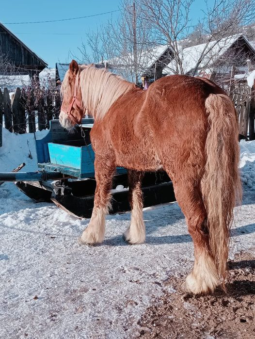 Vând iapa de 8 ani  învățată la căruță