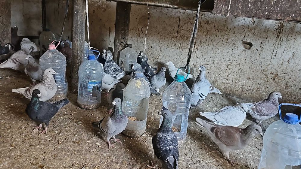 Porumbei voiajori standard pui si maturi