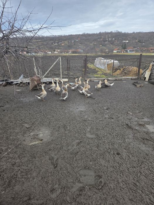 Vand gâște americane !