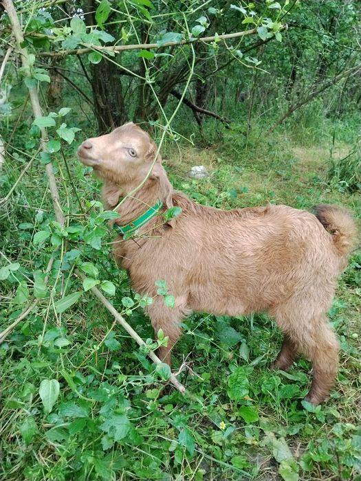 Capre bune de lapte