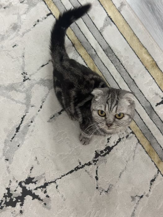 Шотланский кошка