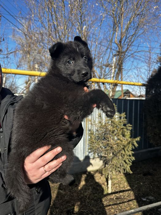 Немецкая овчарка девочка