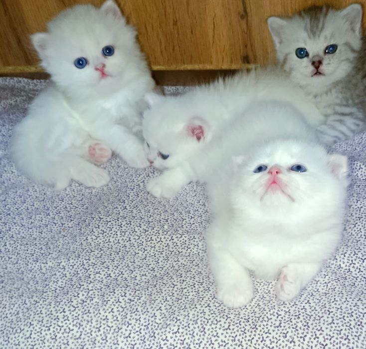 Продаются шикарные породистые котята