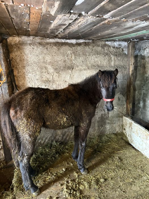 айырбас қара малға