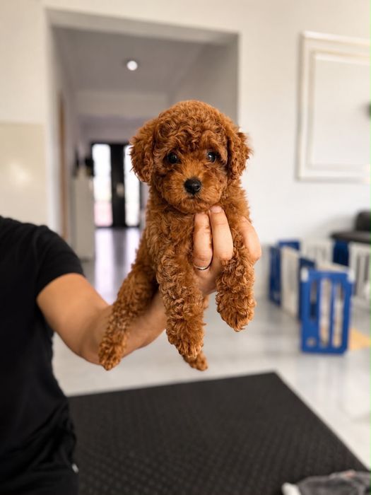 Poodle/Pudel de vanzare TOY