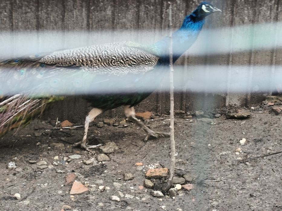 Paun 4 ani vaccinat, deparazitat !