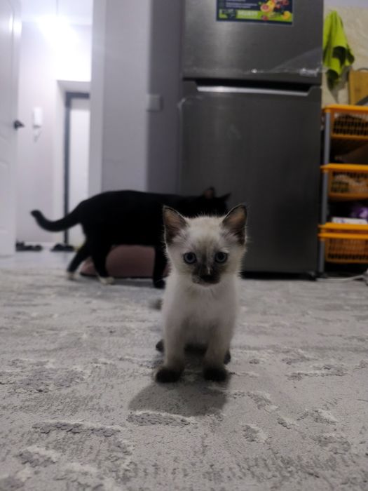 Котенок девочка 2 месяца
