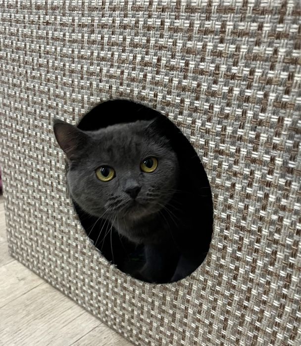 Британка в добрые руки