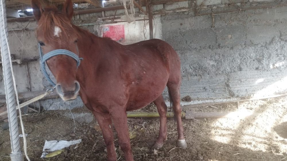 Бие сатылады семыз