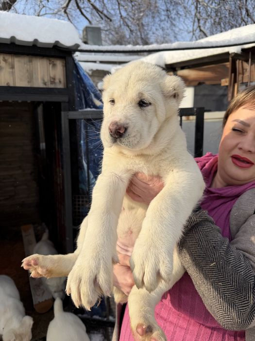 Продаются щенки алабай