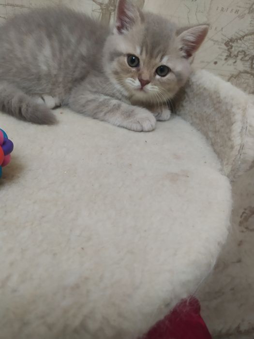 Продажа шотландских котят