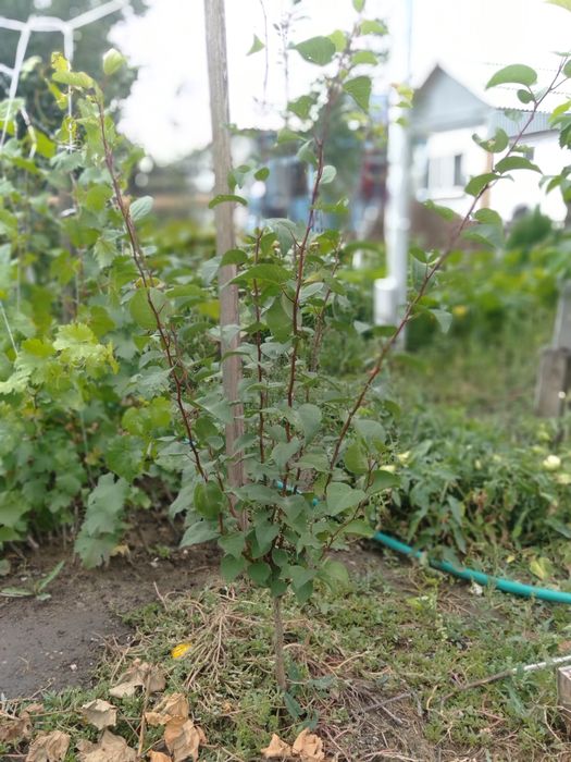 Пирамидальный тополь