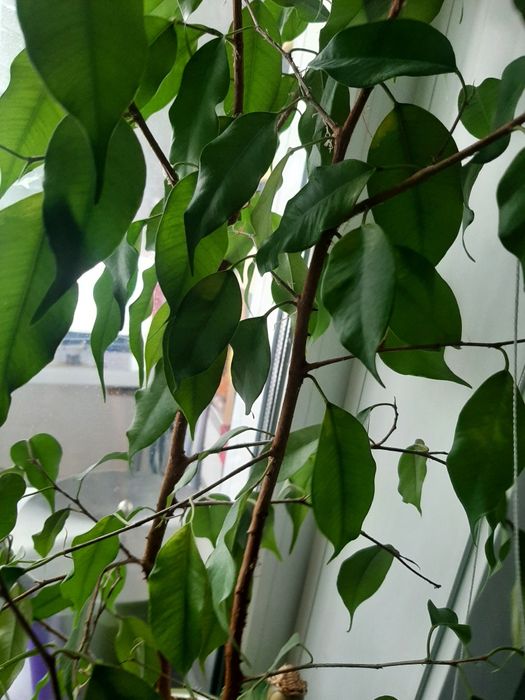 Продам Фикус Бенджаминао