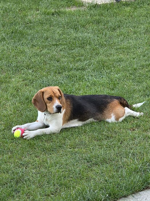 Donez catelusa Beagle