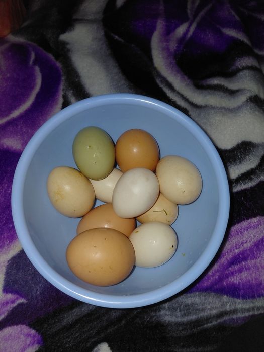 Găini de iopan , vreo 5 sunt de 2 ani, restul din toamnă