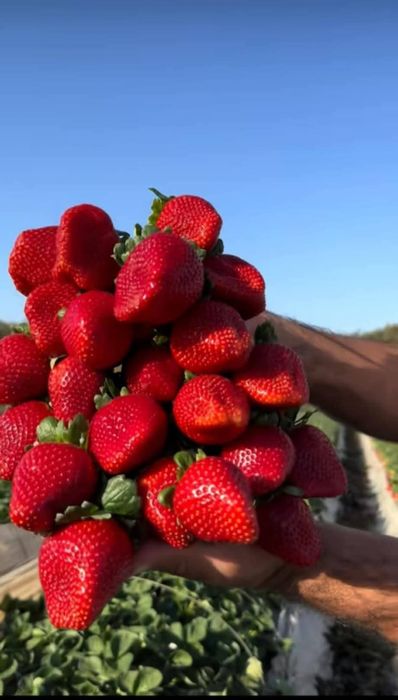 Разсад Ягоди и малини