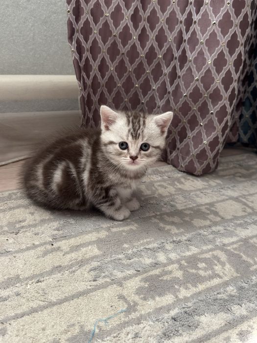 Котенки девочки!!!