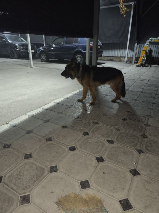 Отдам овчарку в хорошие руки