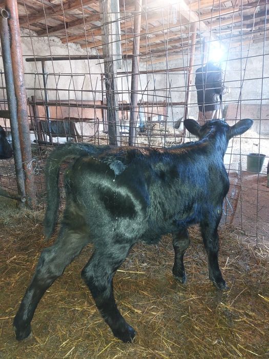 De vânzare 4 viței