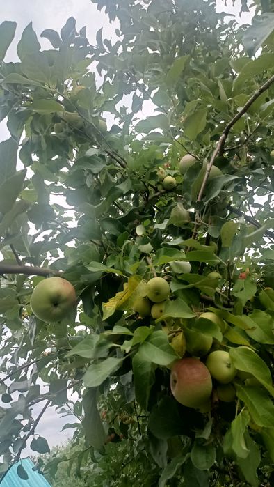 Продам дачу в районе Ахмирово