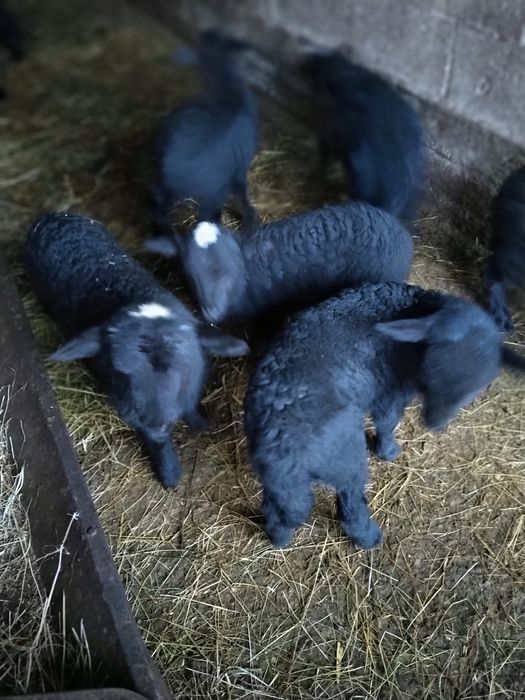 Продавам овце и агнета