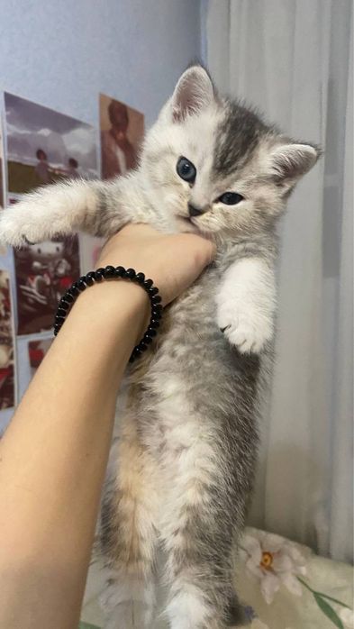 котята шиншилы