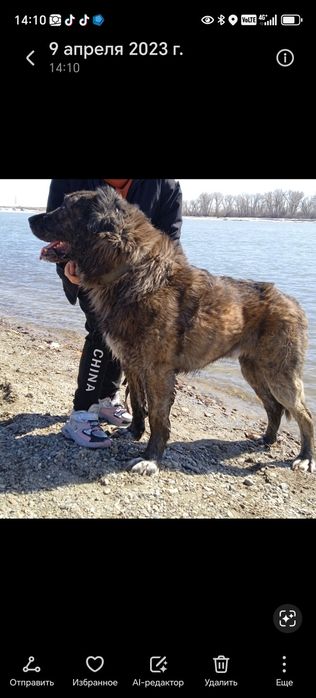 Алабай, супер тяж.