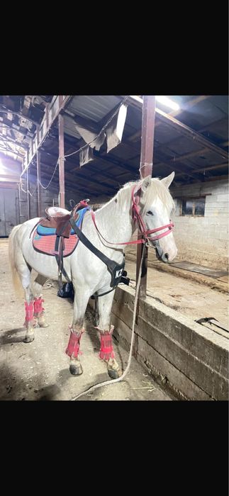 В продаже имееться жеребчик