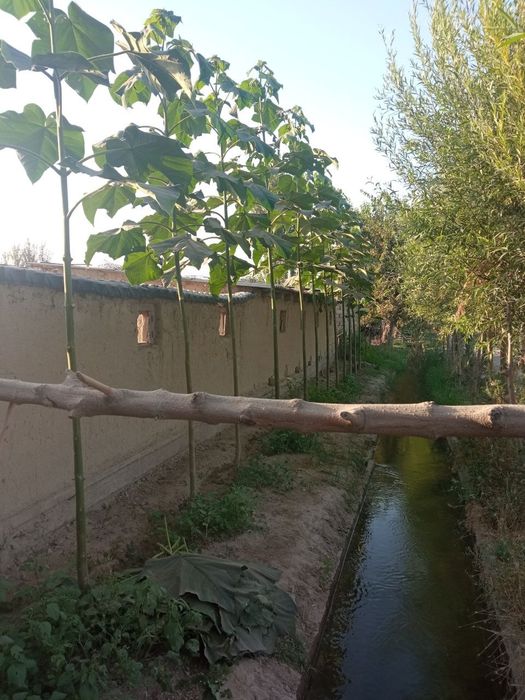 PAVLONYA kochatlari Павлоня кочатлари