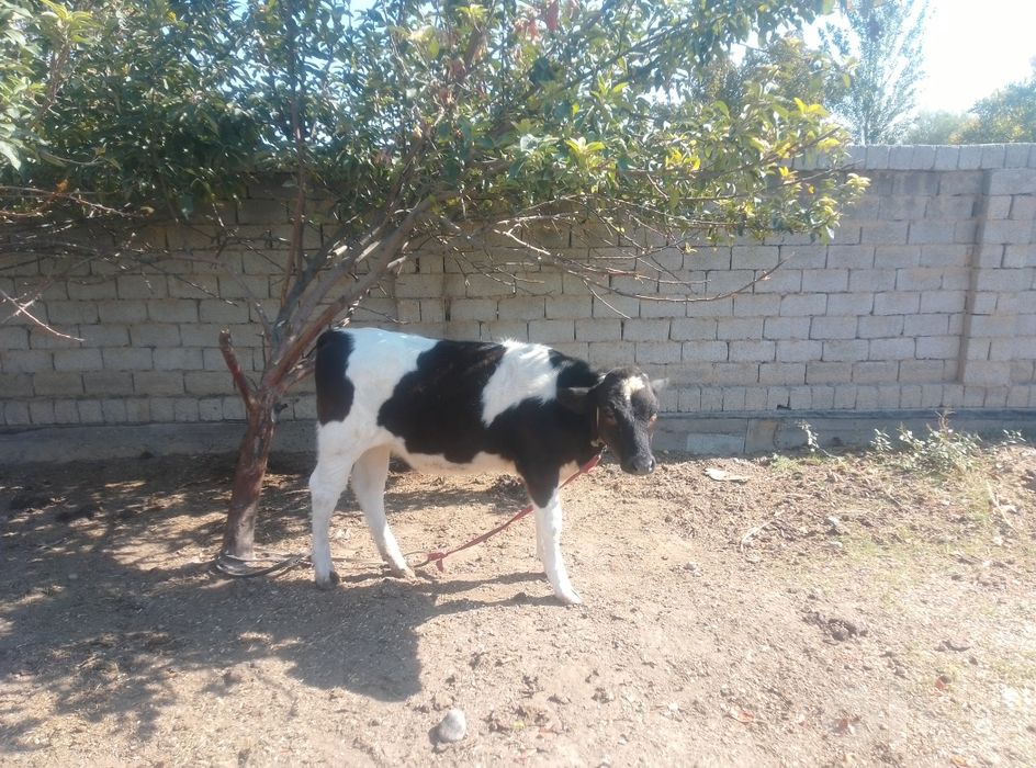 Qora mollar gunajinlar