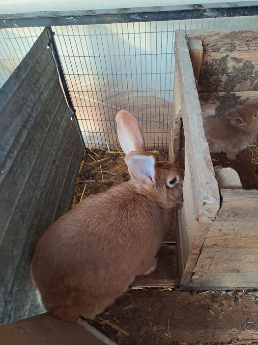 Quyon Zoti Burgund toza qon !