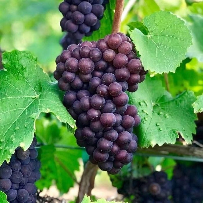 Butasi vita de vie (de vin și de masa)