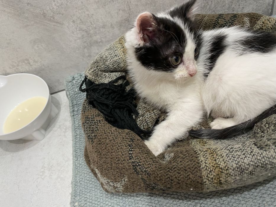 Отдам котенка , девочка