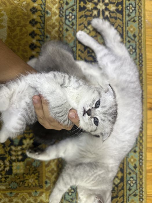 Британская короткашерстная кошка