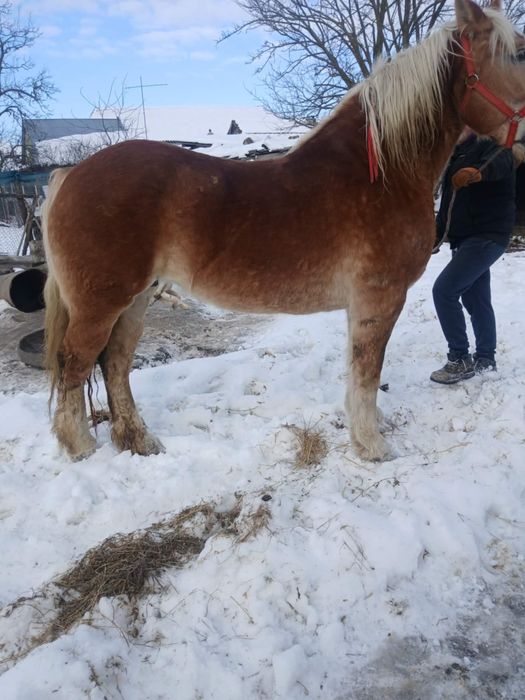 Vand iapa in varsta de 6 ani